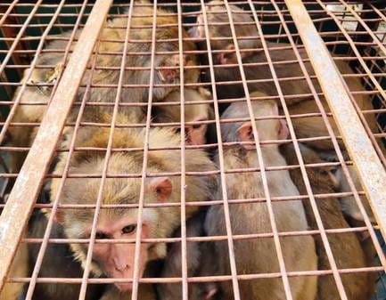 Campaign to catch monkeys started in Malani