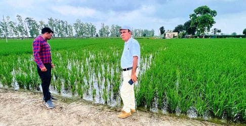 Inspection of fields was done due to stoppage of growth of paddy crop