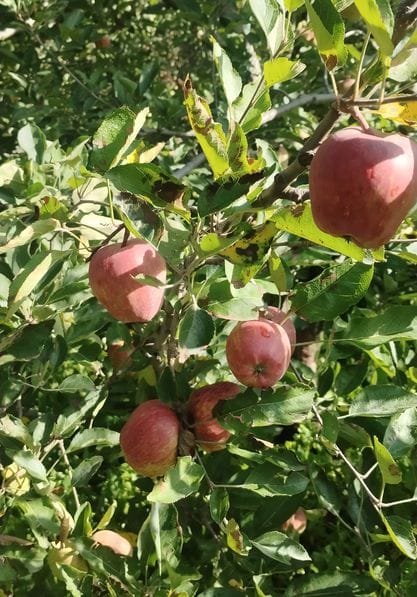 Apple leaves turned black due to high rain and temperature