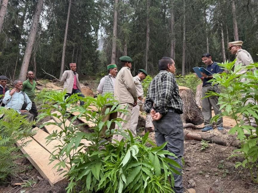DFO reached the forest to check the trees