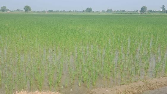 It is expected to rain in the district for four days from today