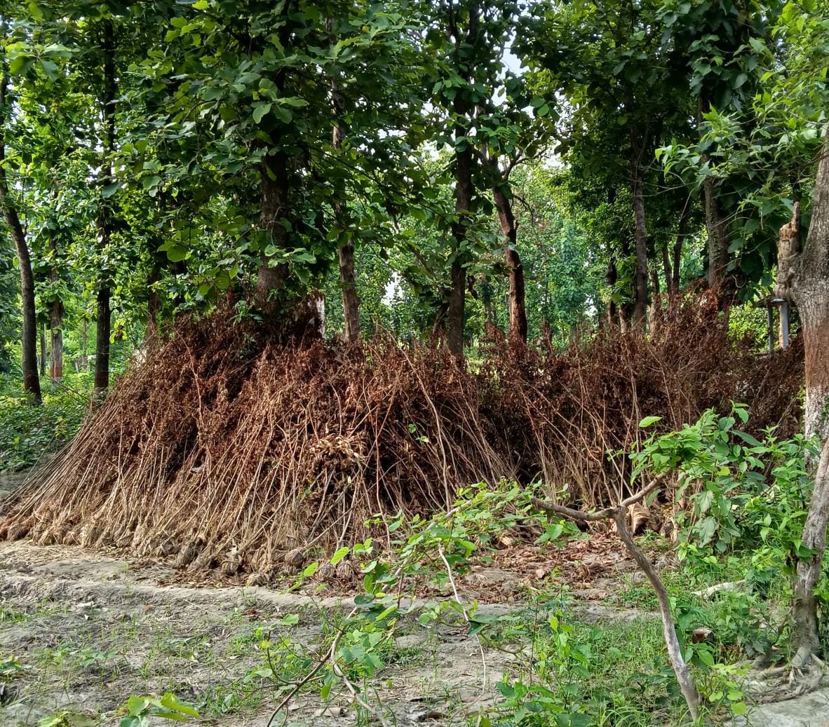 One thousand plants dried up in the nursery itself, were not planted