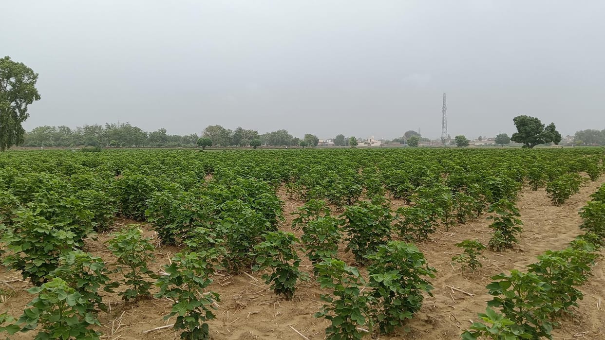 Cotton crop is getting affected due to shortage of DAP fertilizer