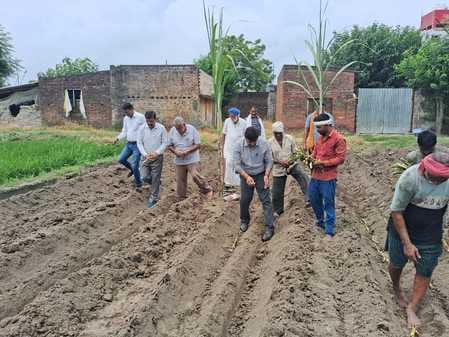 Monsoon sugarcane sowing has begun