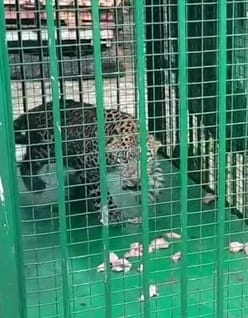 Female leopard captured in a cage installed in Keshopur