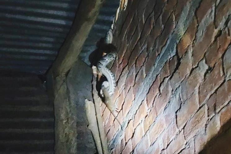 Python entered the house to hunt a rat