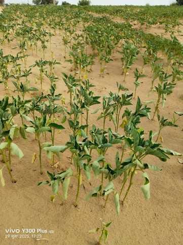 Humidity increased due to cloud cover, chances of rain till 31st