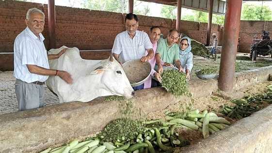 Savamani was organized for the cows in Shri Anath Gaushala