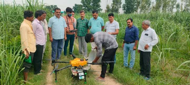 Symptoms of Pokka Boing found in sugarcane