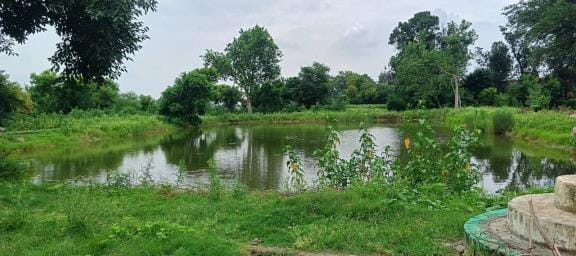 Greenery is increasing on the banks of ponds, people are taking a walk