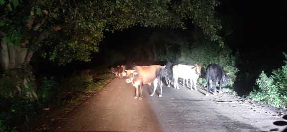 Stray animals increased trouble, fear of accident