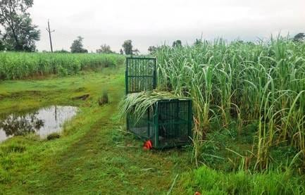 A cage was installed in Budhhapurva to catch the leopard