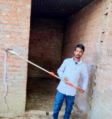 Four species of snakes are active in Shamli, Krait and Cobra are the most