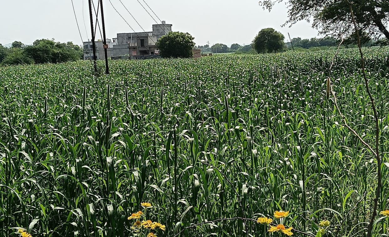 Farmers are waiting for Urea and DAP since one week
