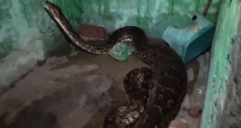 In Dharun village, a python devoured a dog, panic among villagers