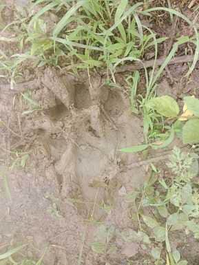 Umaria News: Tigress seen with cubs in Rohania