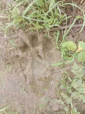 बाघिन के पदमार्क
