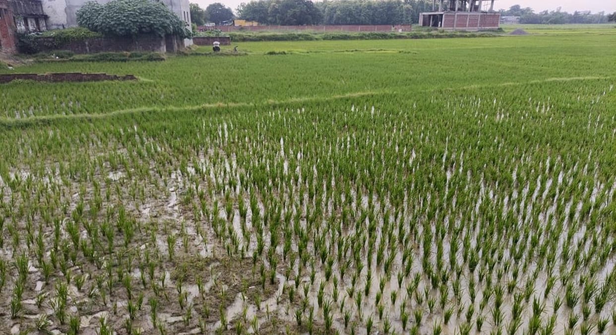 The rain brought greenery back to the fields, the paddy crop got a new lease of life