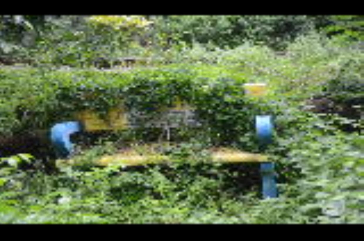 Grass in the enclosures, wildlife not visible, visitors returning after half the trip