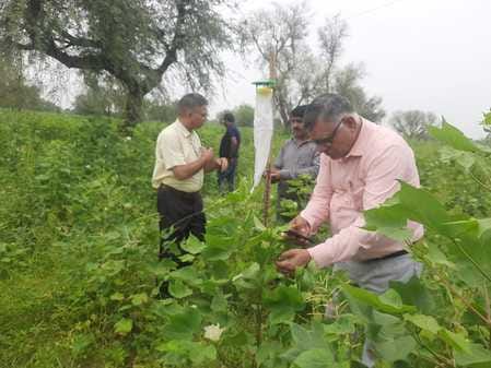 Inspect the crop regularly