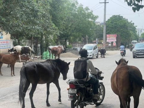 Stray animals roaming on the streets pose a danger