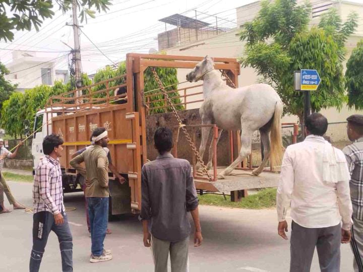 The Municipal Corporation caught a mare and 11 cows and sent them to the cow sanctuary