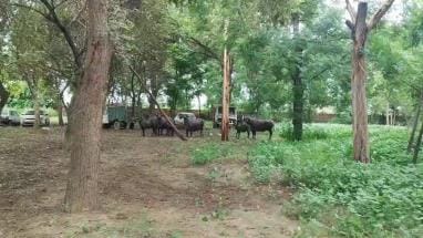 Police became the herd of buffaloes, the police station became a corral.