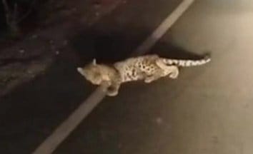 Wild animals seen near Lalganj's Kathola, noise of leopard