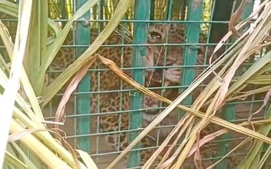 Female leopard captured in cage in Mohammadpur Sujan