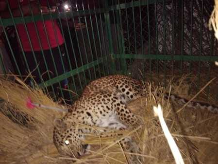 After three cubs, the female leopard was also caught