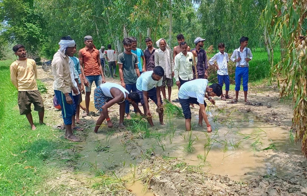 Paddy was planted on a dilapidated road and protest was expressed