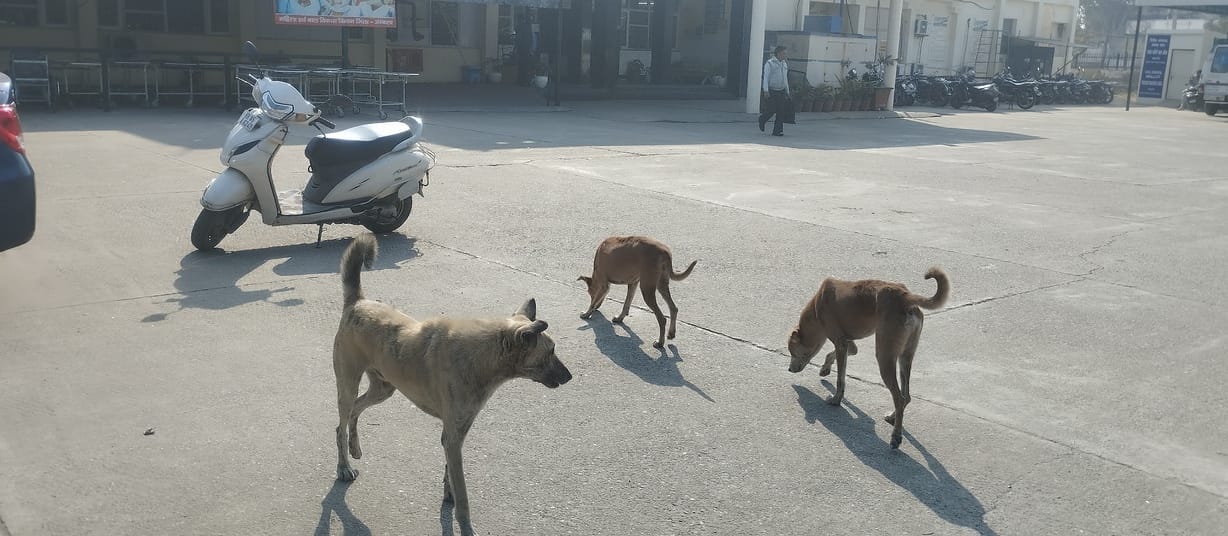 Tender for sterilization of stray dogs is over, corporation has no plan