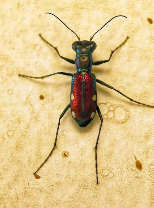 19 species of tiger beetle insects found in Dudhwa