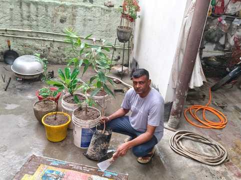 Plant trees at home to protect the environment