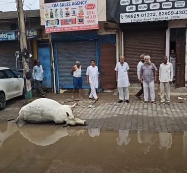 Cow dies due to electric shock on Bighad Road, people expressed anger