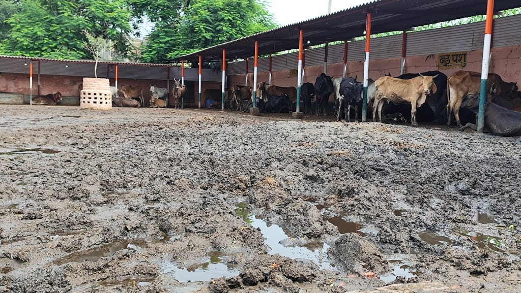 Bad condition of cowshed in Bahchaula, cow protection group creates ruckus