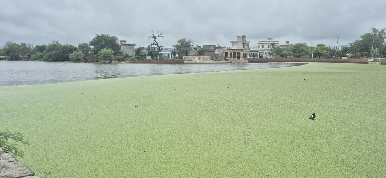 Johar overflow in rural areas due to 25 mm rain