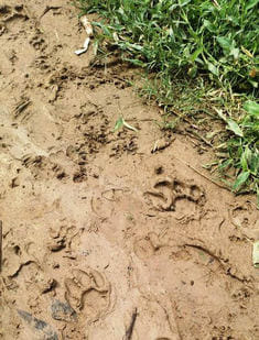The leopard dragged away the goat, people chased it away when it came back again
