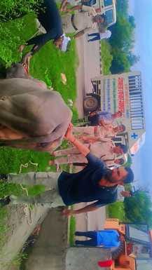 Police rescued two cows from the canal safely
