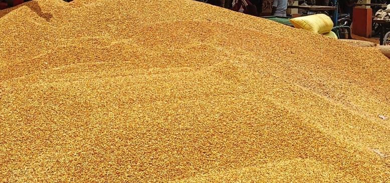 The district topped the state in maize purchase
