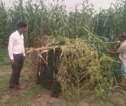 A cage was installed in the village Jeetpur Khas to catch the leopard