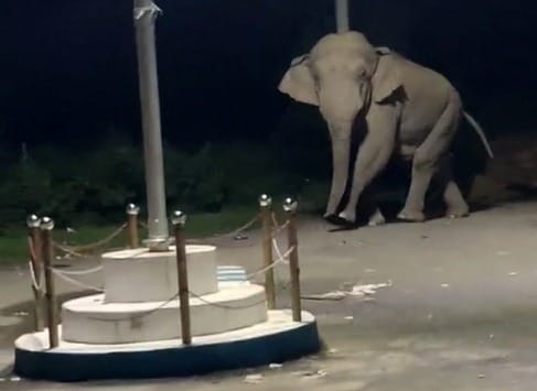 The elephant reached the flag square of Kalagarh