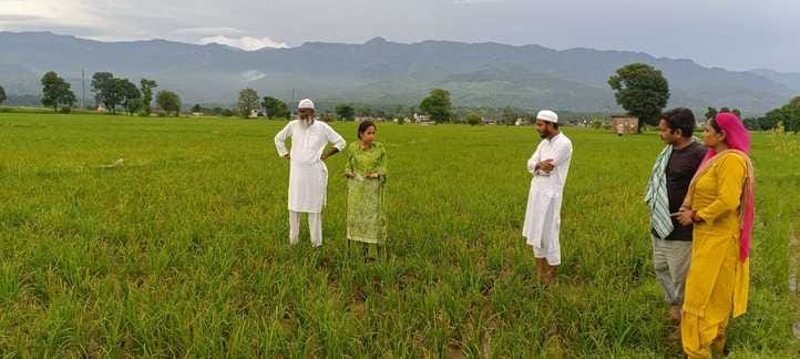 diseses in dhaan crops in sirmaur