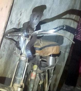 Cobra got wrapped around the bicycle parked in the house