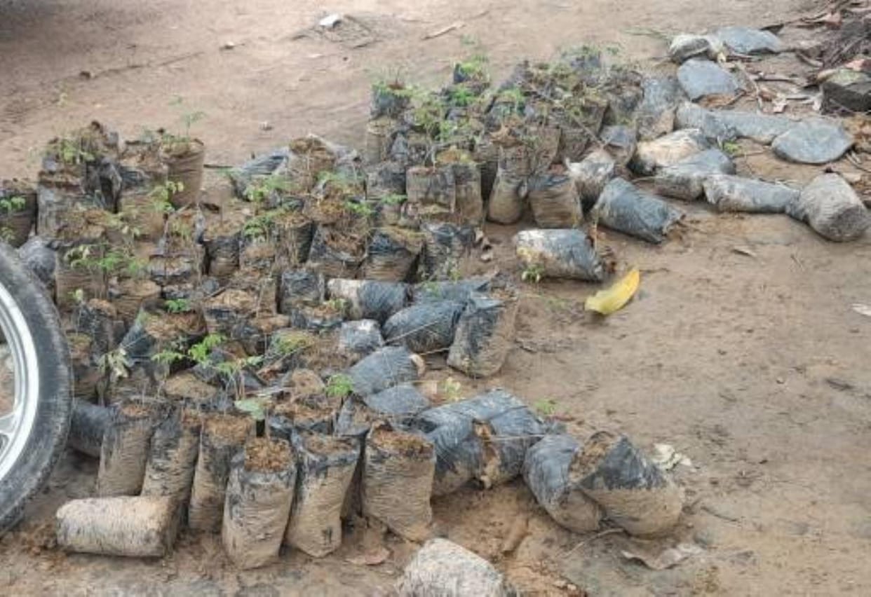 Plants to be given to housing beneficiaries are drying up