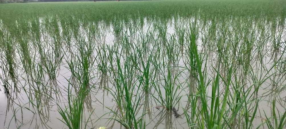 Rain brought relief to farmers, paddy crop will benefit the most