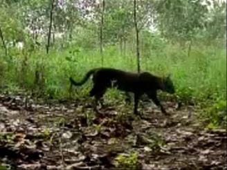 There is fear of tiger, department is calling it a wild cat