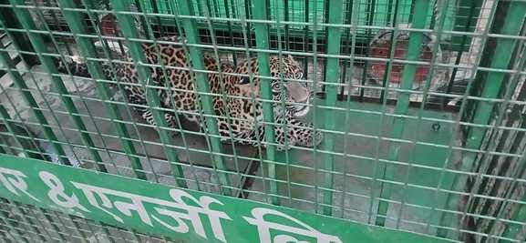 Male leopard captured in a cage in Keshopur forest