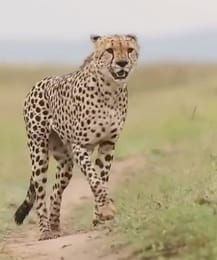Kota News: Forest Department Ready for Cheetahs from MP, Prey-Base System to Prevent Rural Conflicts