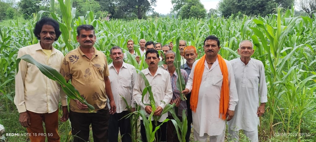 Fall army worm attacks maize crop, farmers' hard work goes waste